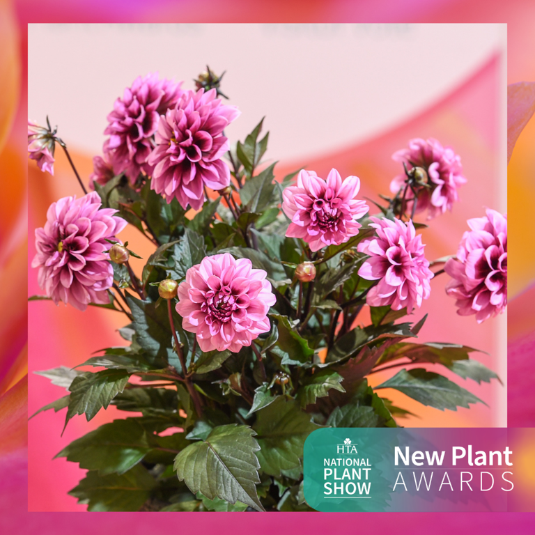 Best In Category: Annuals, Tender Perennials