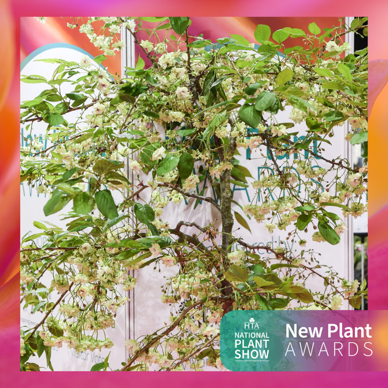 Best In Category: Trees