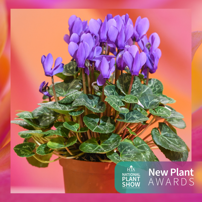 Best In Category: Flowering Houseplants